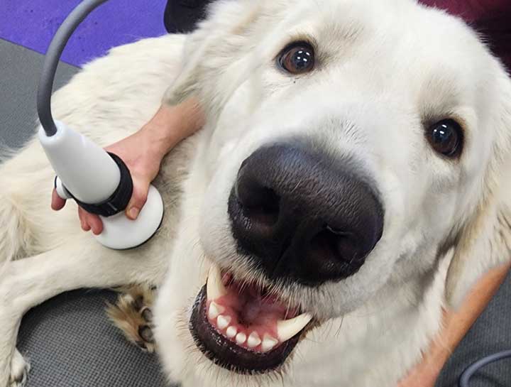 PulseVet: Shock Wave Therapy